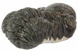 Austerops Trilobite Fossil - Rock Removed #67037-5